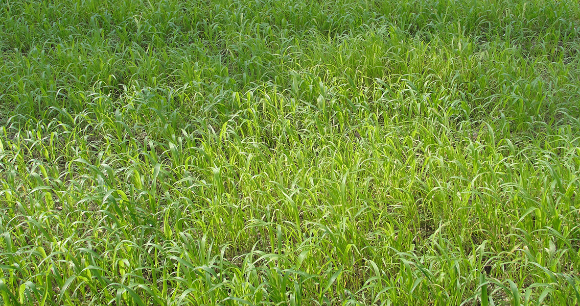 A Maize Field