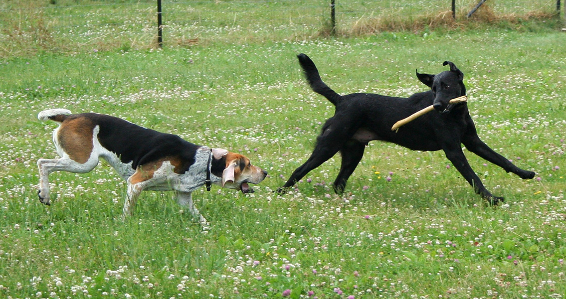 American foxhound and labrador retriever playing