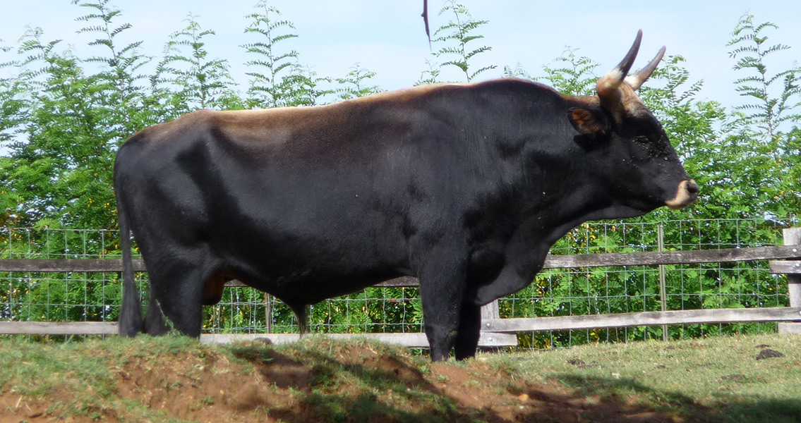 Aurochs and Modern Cattle Linked Genetically
