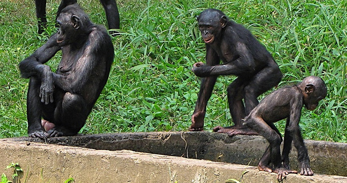 Bonobo Group with various ages (2)