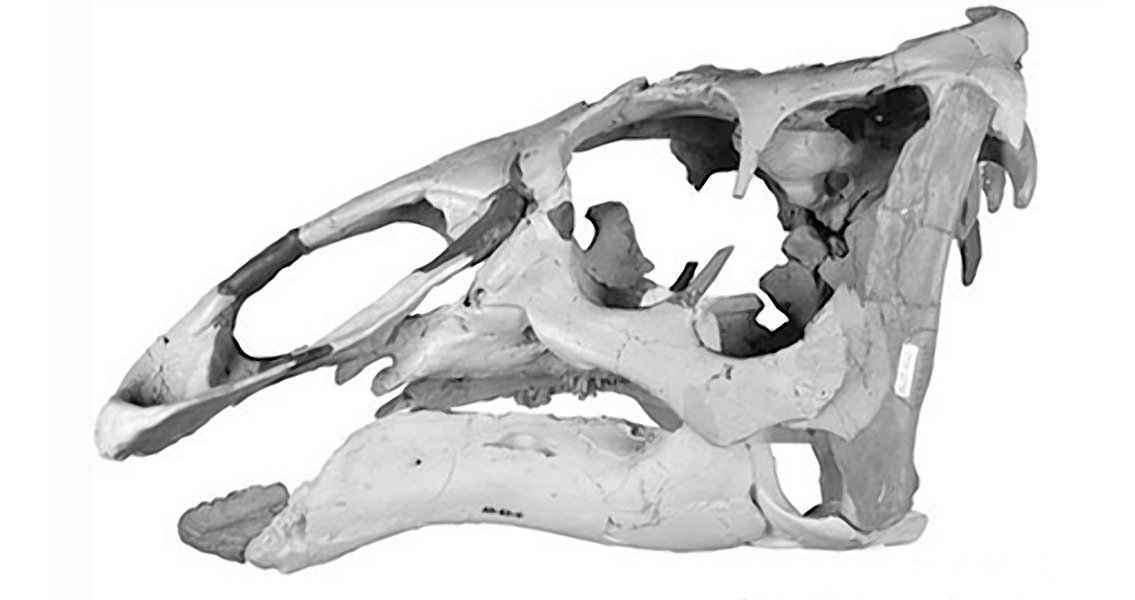 Cranial Reconstruction of Ugrunaaluk kuukpikensis (3)