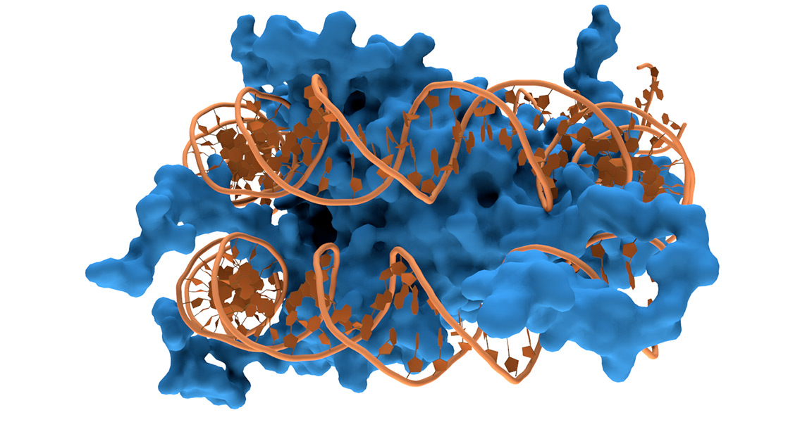 DNA Sequencing Confirms Ancient Migration Back to Africa