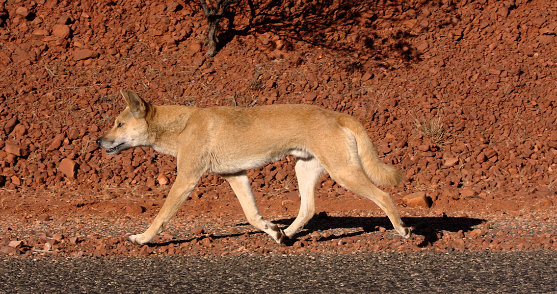 Female Aboriginal Hunters Worked With Dingoes