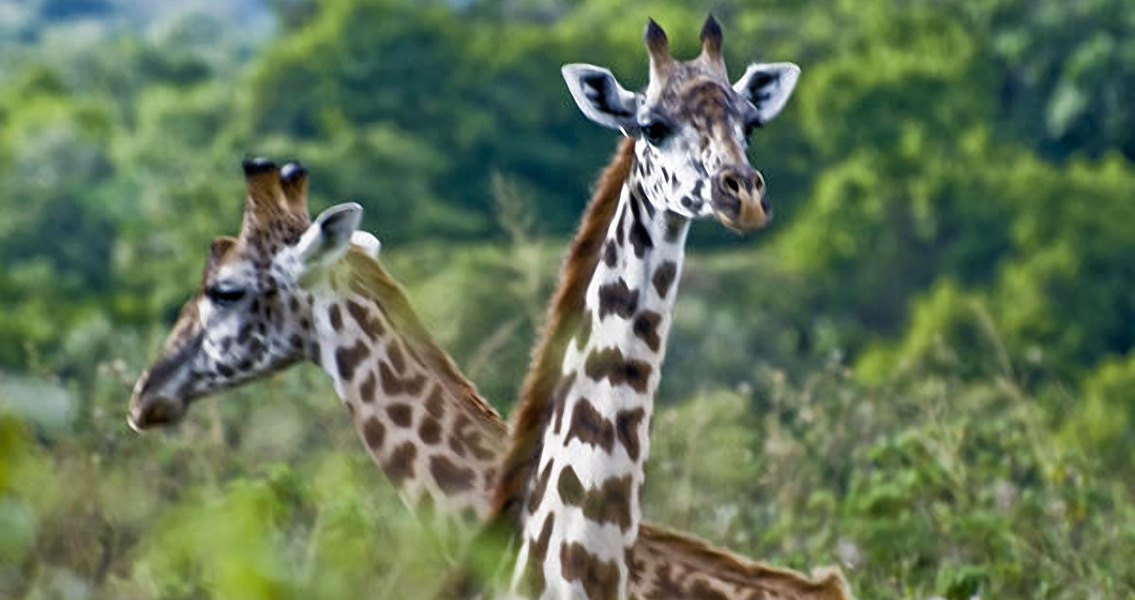 Giraffes