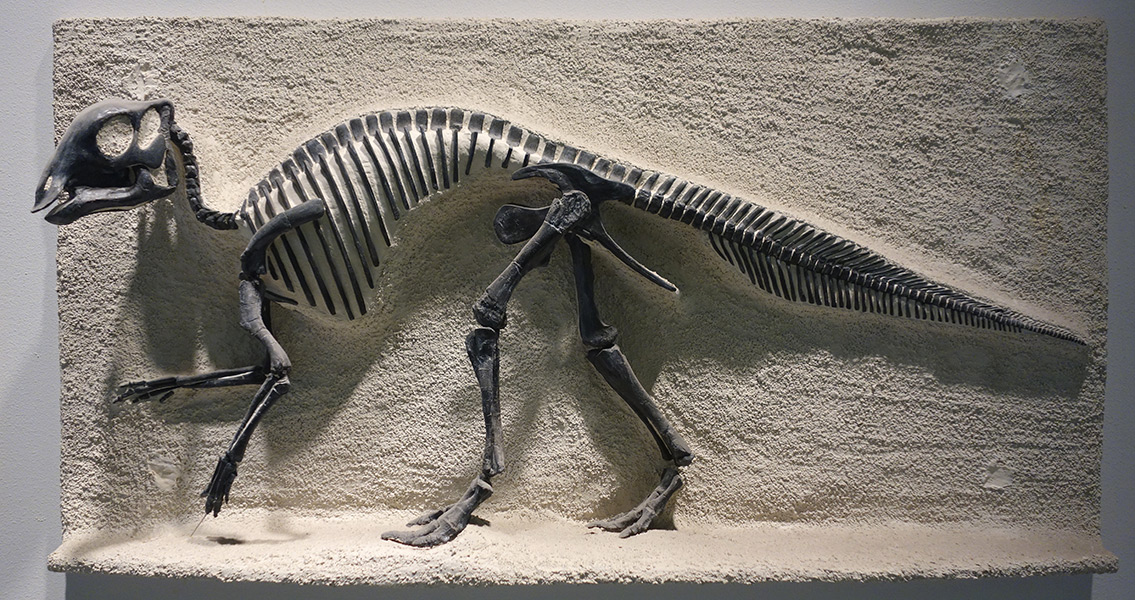 Maiasaura peeblesorum fossil cast