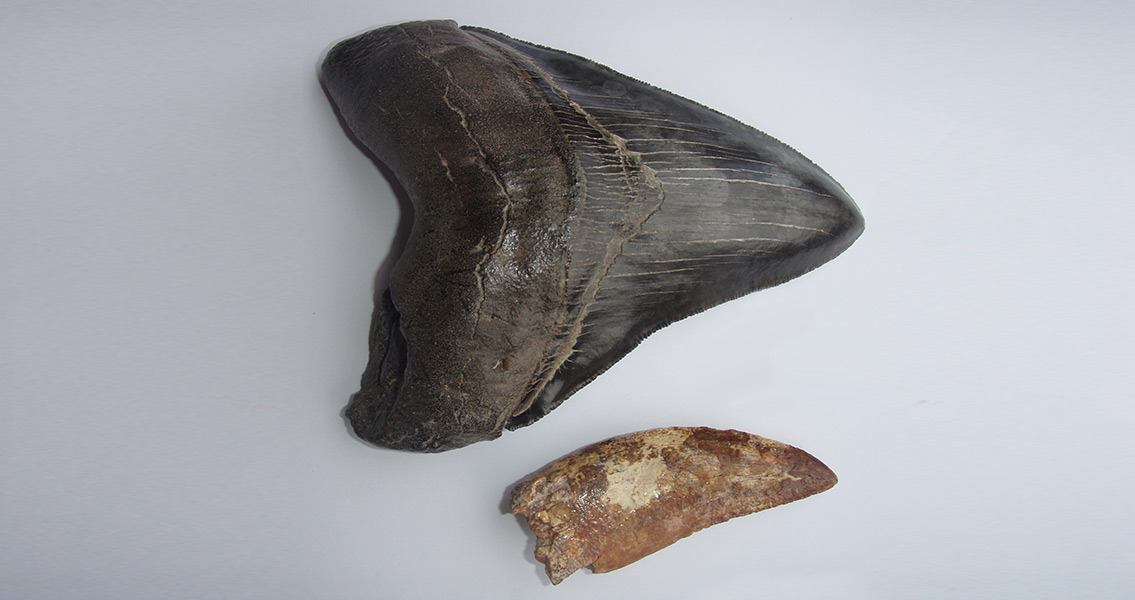 Megalodon Teeth Appear in North Carolina