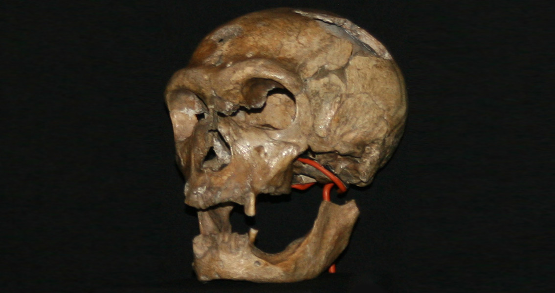 Neandertal Skull