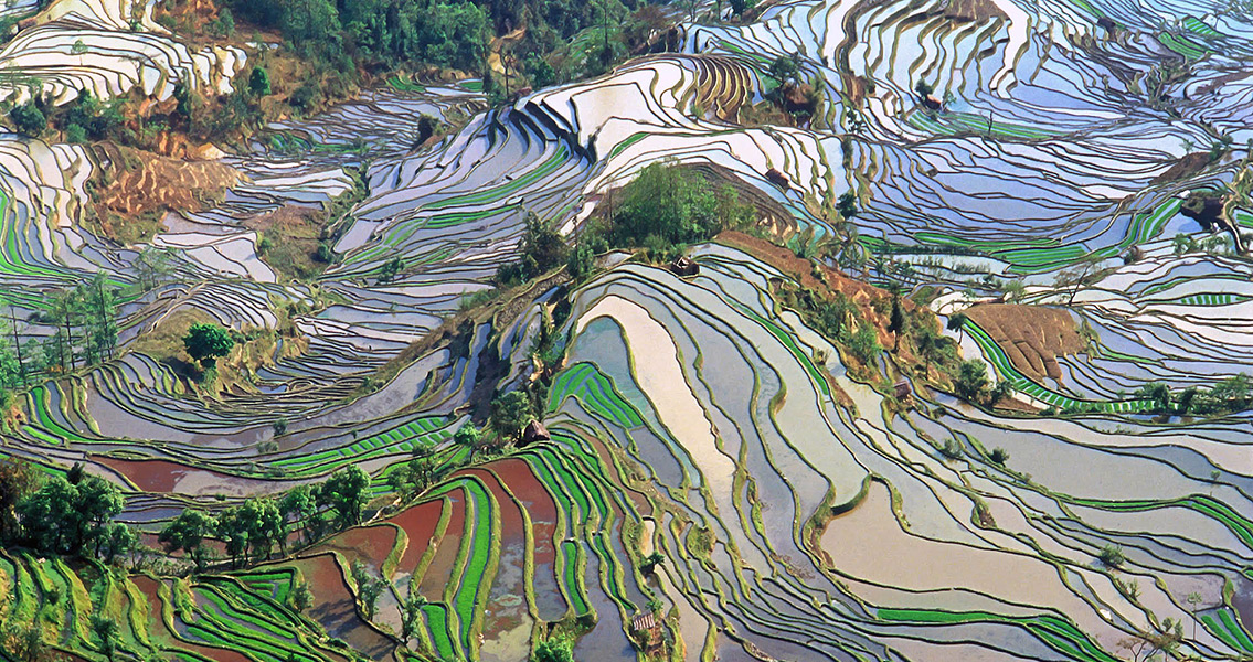 Terrace rice field yunnan china (2)