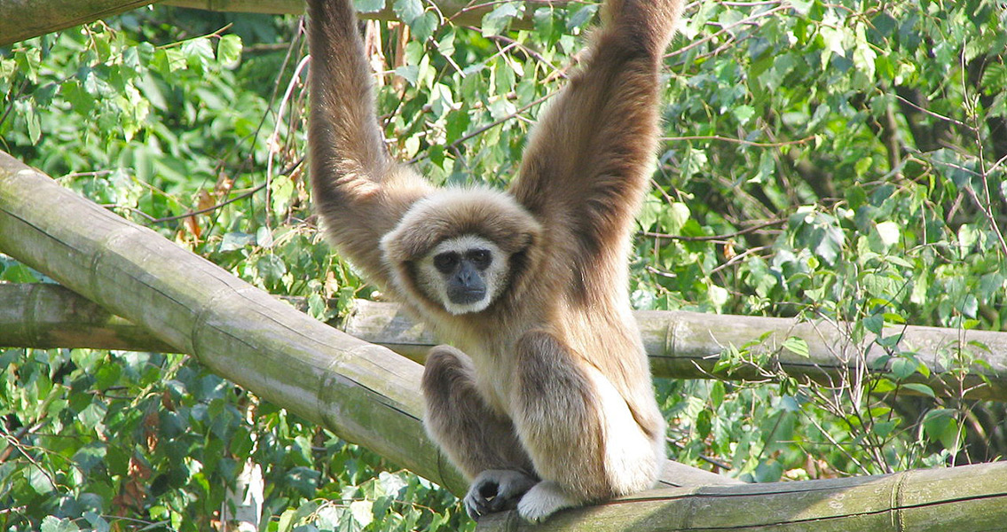 gibbon