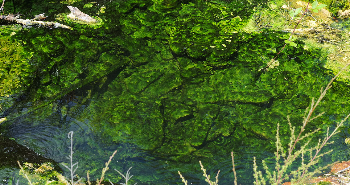 Blue-green algae growing on the sinter floor of Waimangu Stream