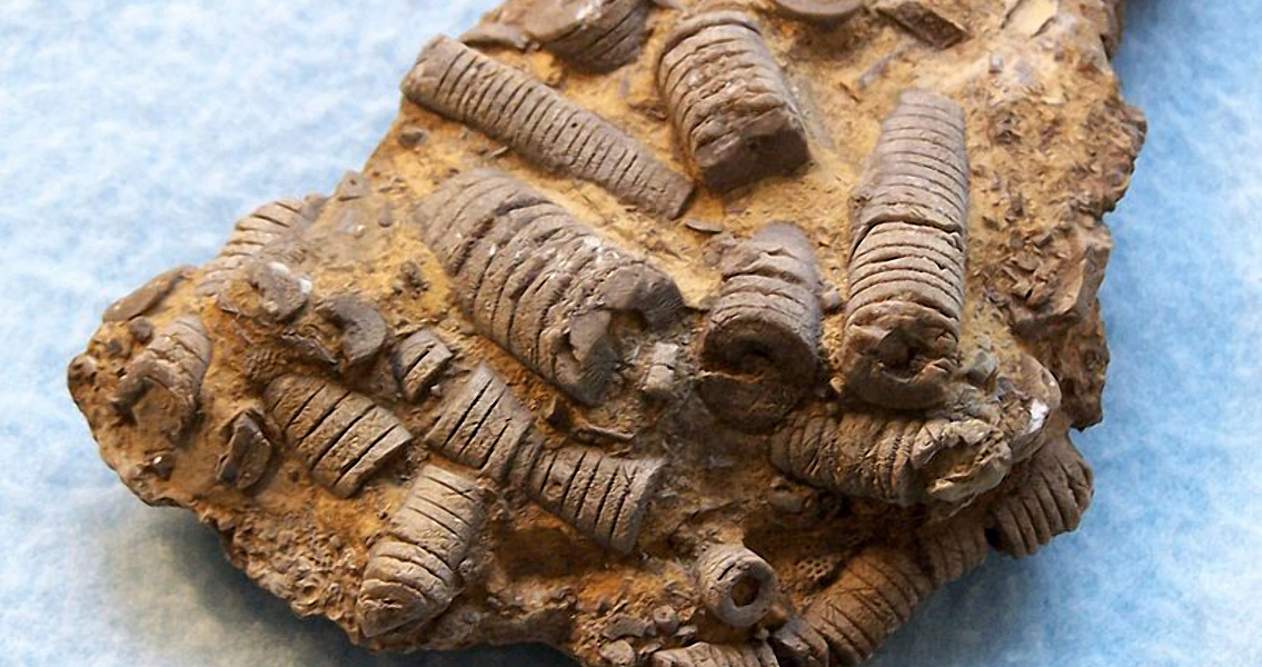200-Million-Year-Old Parasitic Interaction Uncovered