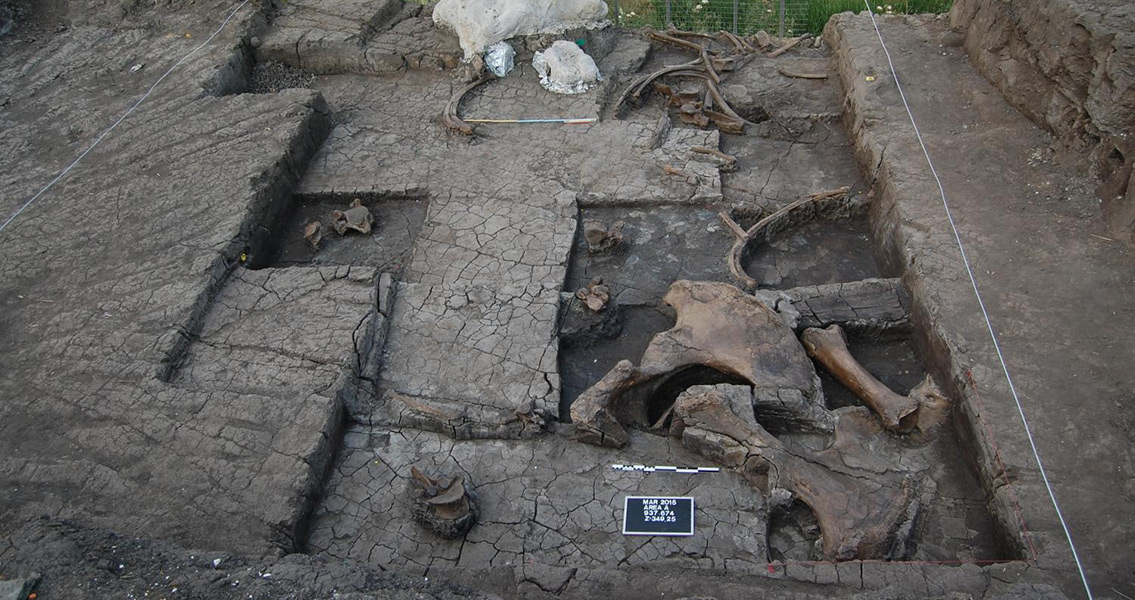 Excavation with some of the elephant bones exposed