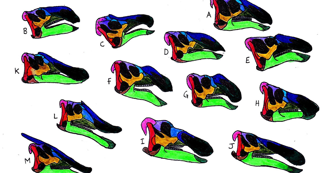 New Dinosaur Species Reveals Evolutionary Transition