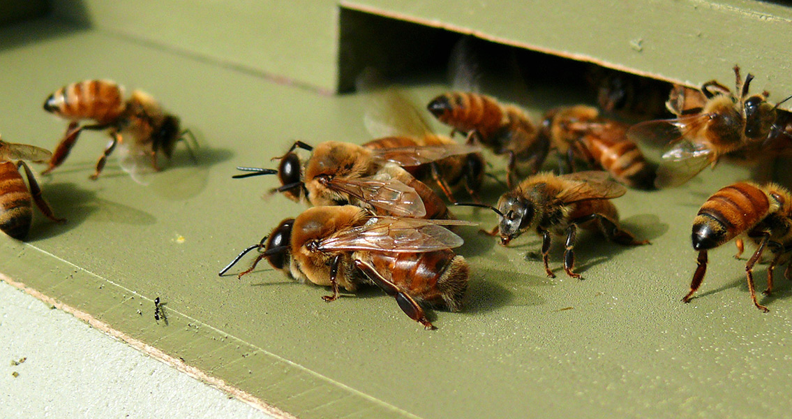 Honey Bees