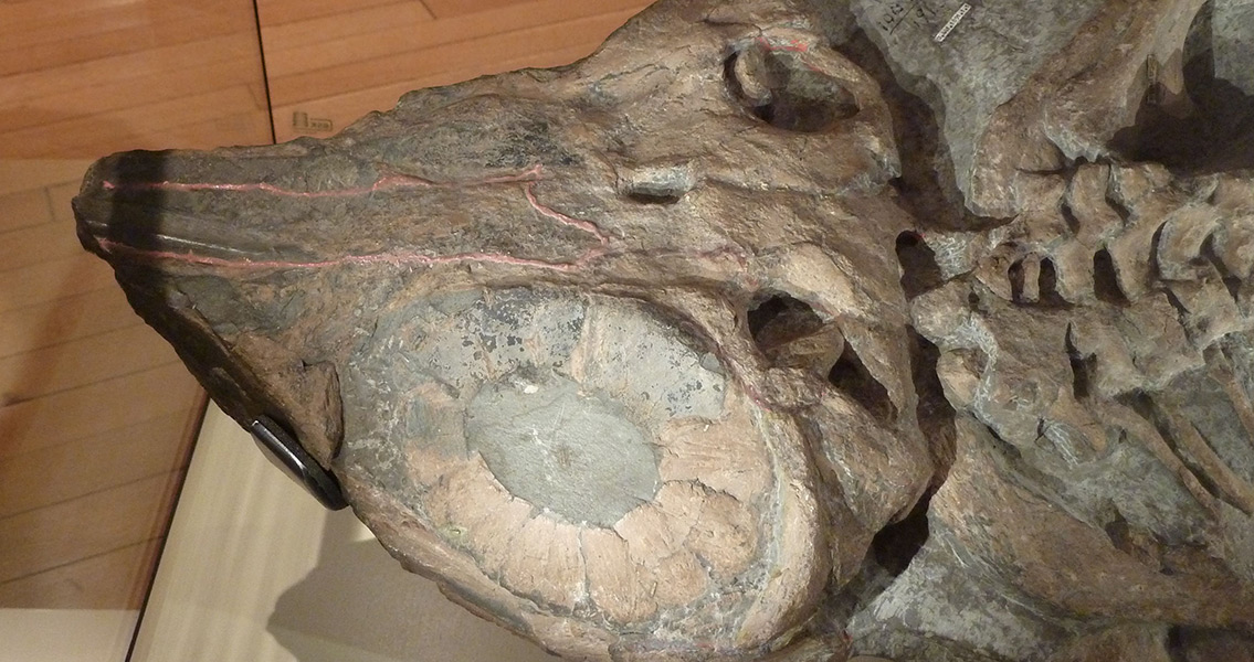 Ichthyosaur Skull