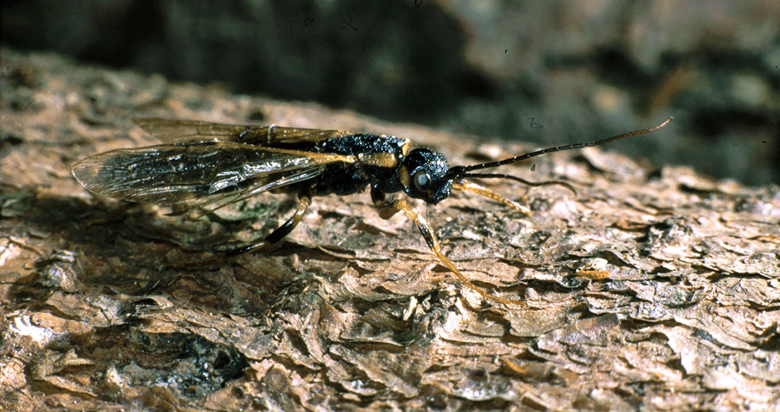 Male wood wasp