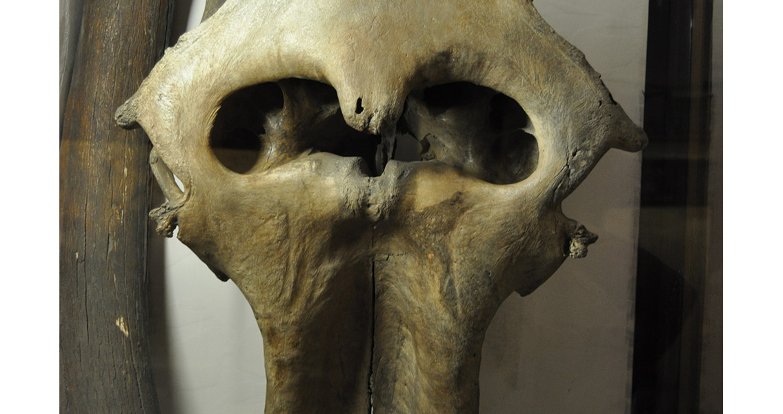 Mammoth Skull (2)