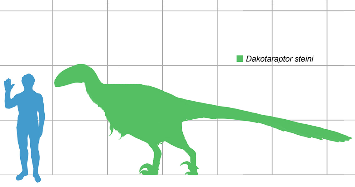 Size of a Dakotaraptor compared to a human