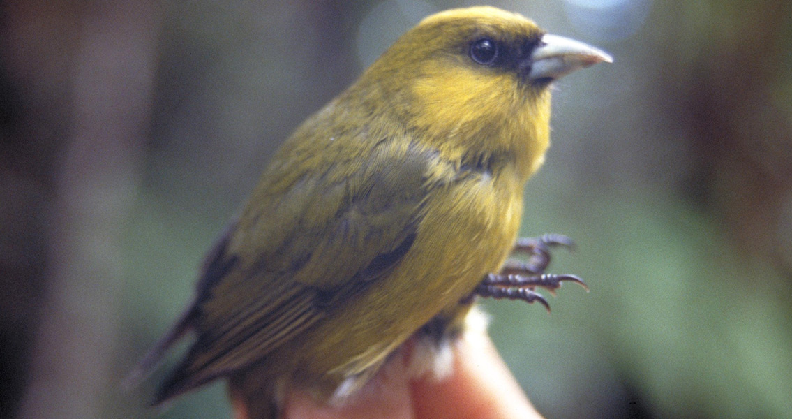 Rare Hawaiian Birds Face Extinction Without Immediate Action