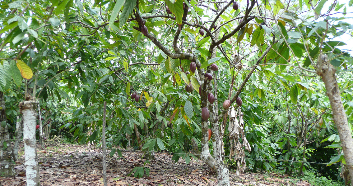 Theobroma cacao tree (2)