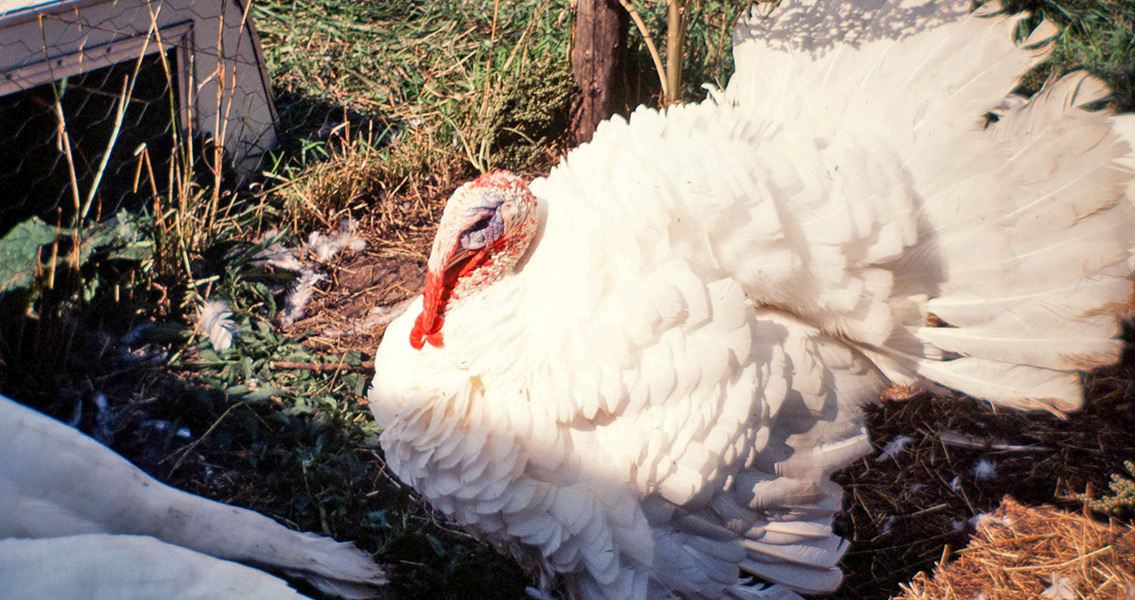 Native Americans and Turkeys: It Was All About the Feathers