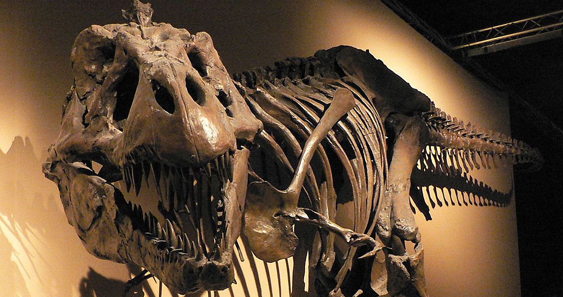 t rex hip bone
