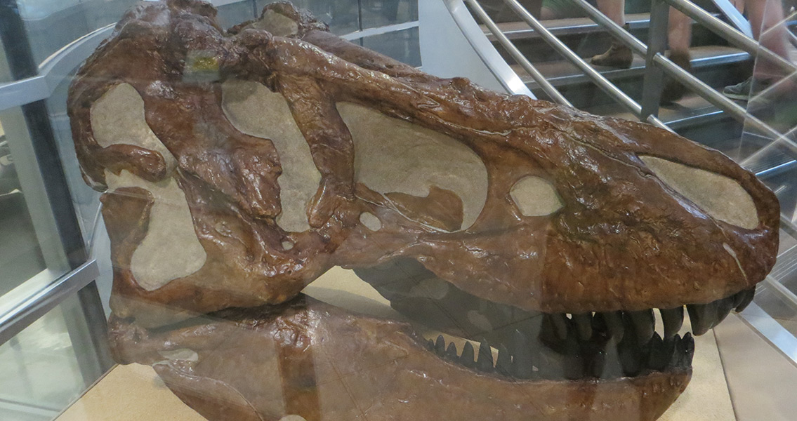 Tyrannosaurus fossil