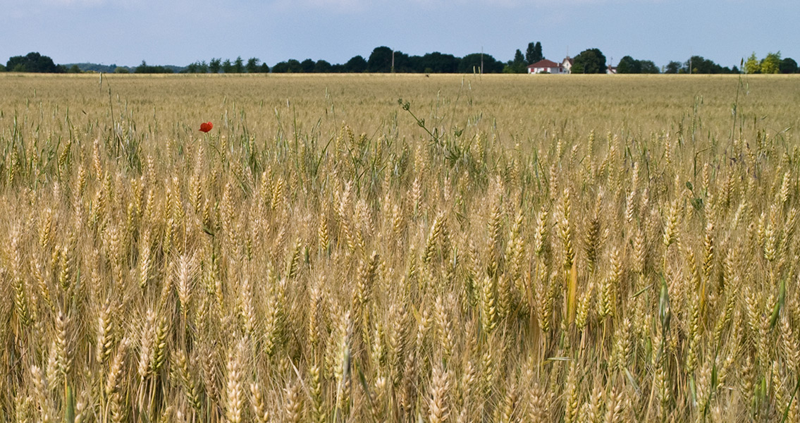 Wheat Field in Ile de France