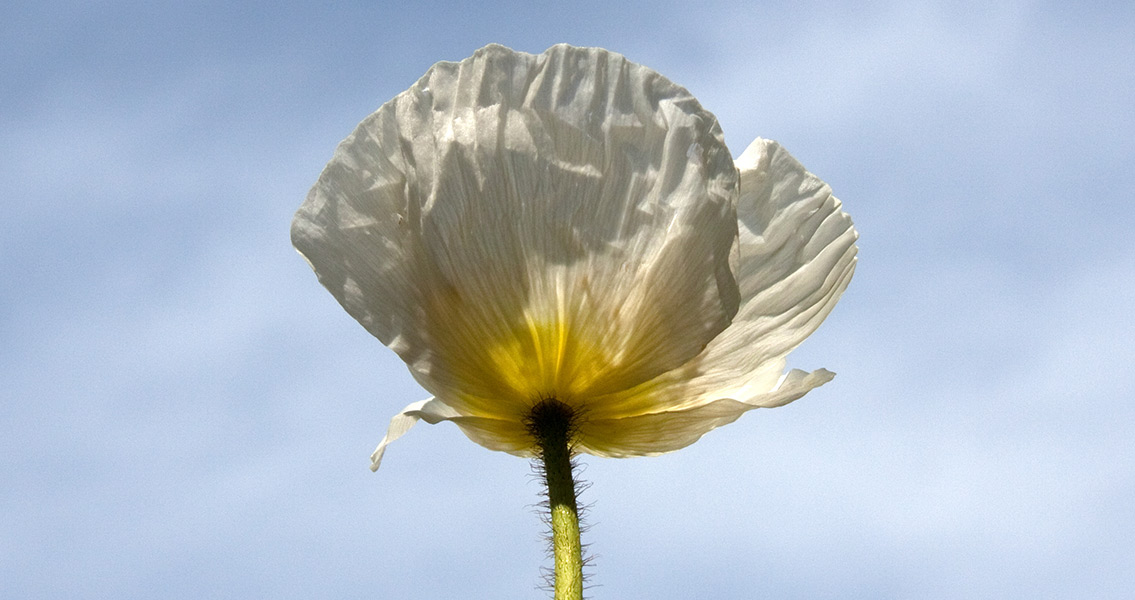 Remembrance Day and The History of Red and White Poppies