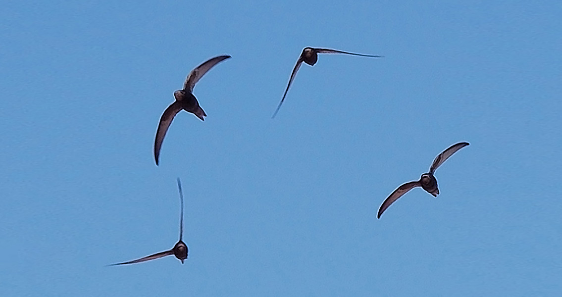 Apus flock flying