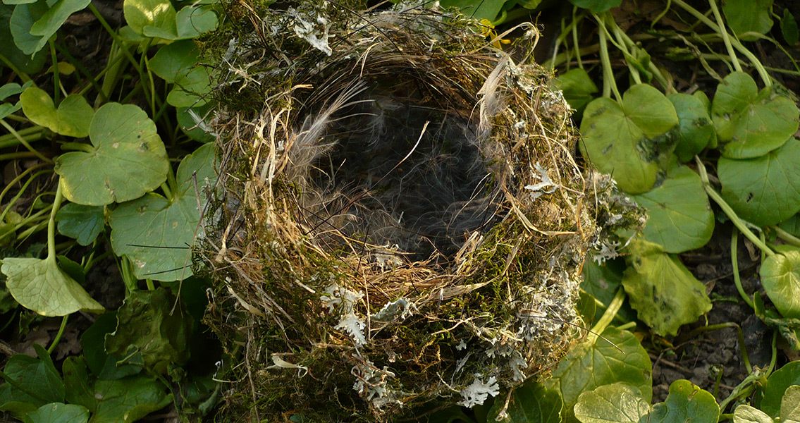 Avian Archivists in Russia Build Nests with Ephemera