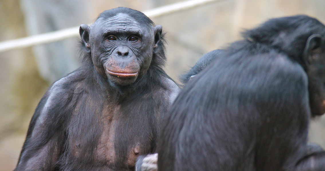 Bonobos Observed Using Tools