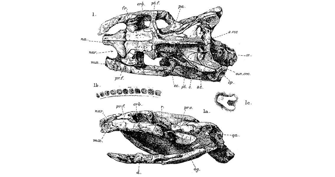 Dinilysia patagonica skull and vertebrate coloumn