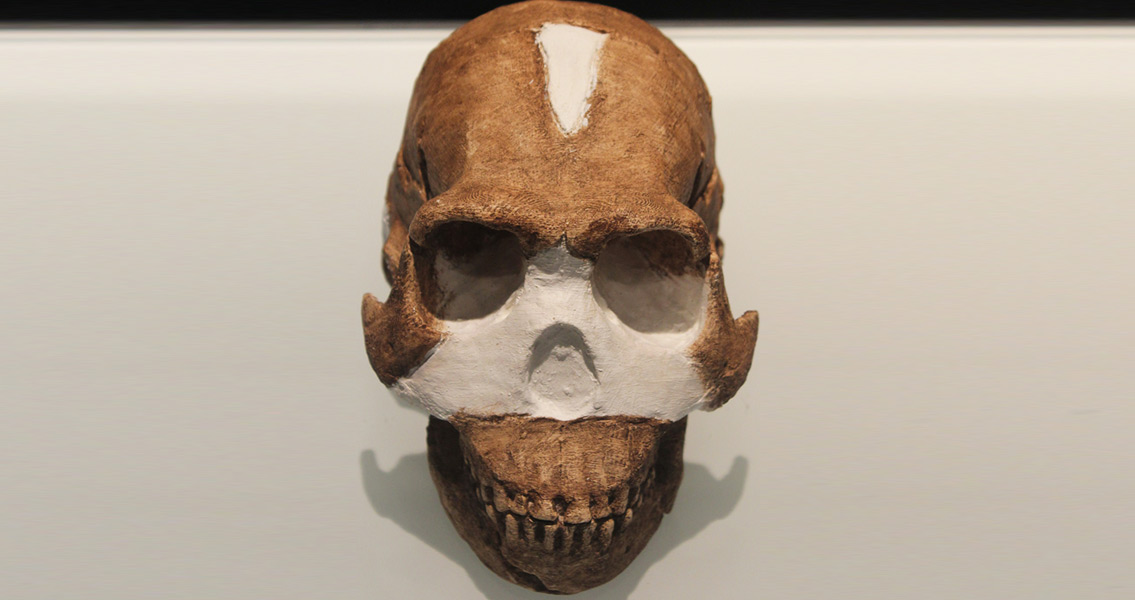 Homo naledi skull (3)