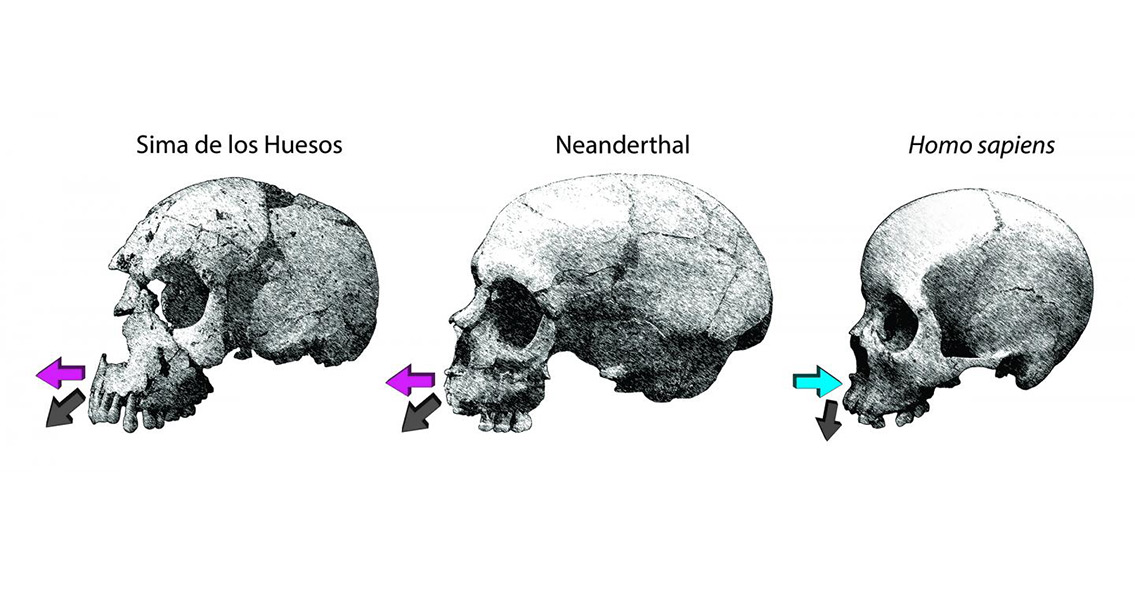 Neanderthal and Human Facial Growth Differences Revealed
