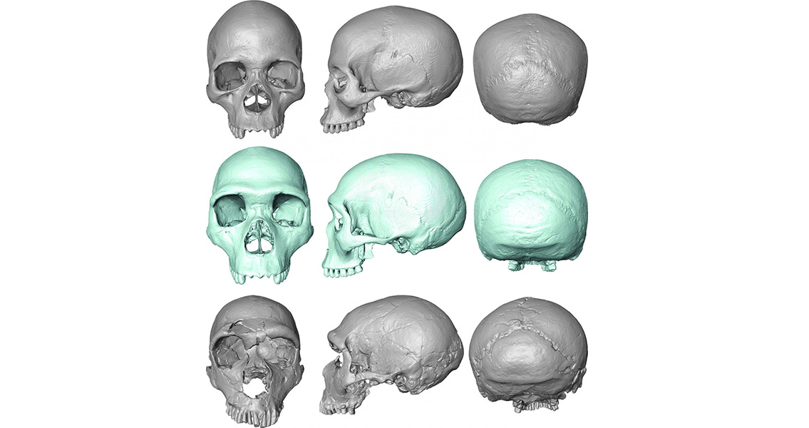 Skull morphology featured in the study (1)