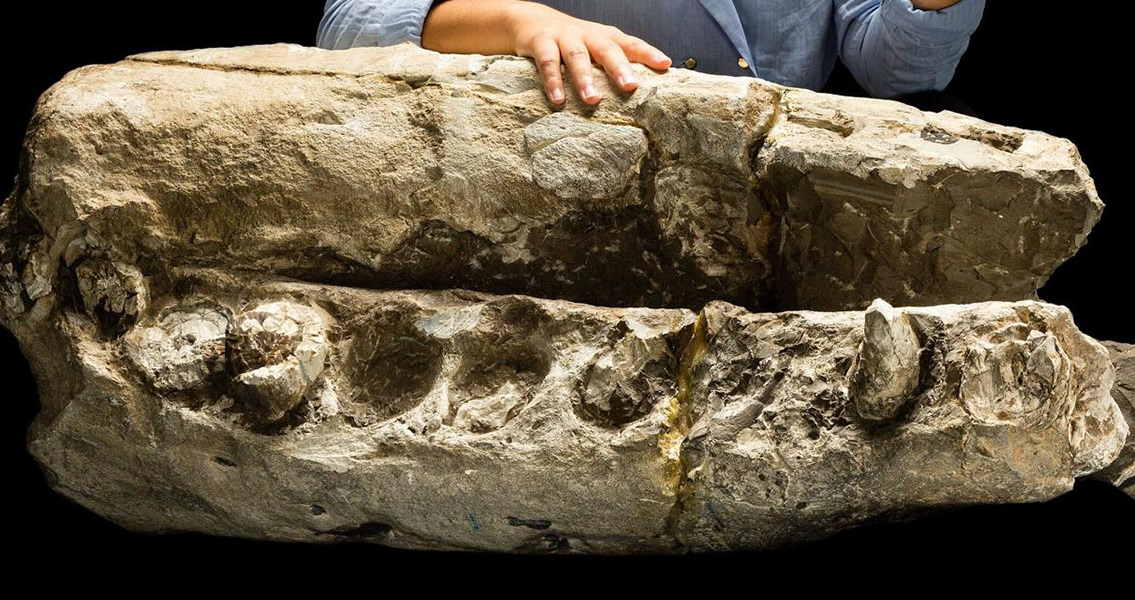 Smithsonian Scientists Discover Fossil White Whale (2)