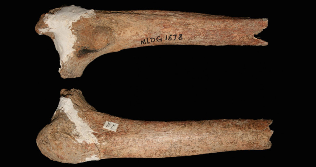 Partial Thighbone Could Identify a New Pre-Modern Human