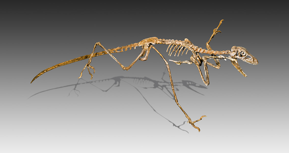 microraptor cast