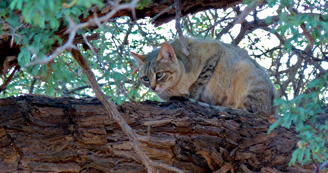 African Wild Cat