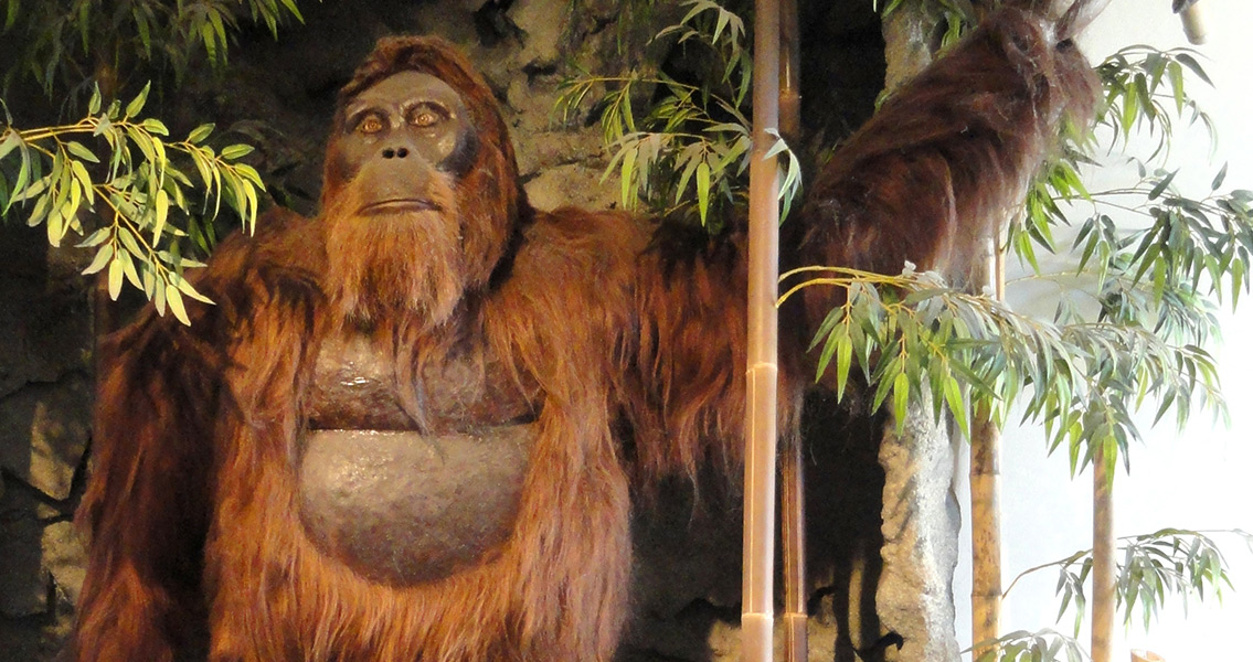 Gigantopithecus blacki model (3)