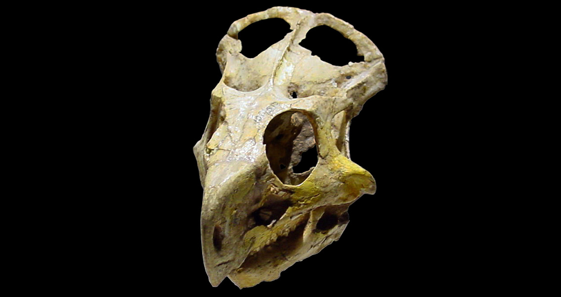 Juvenille Protoceratops skull