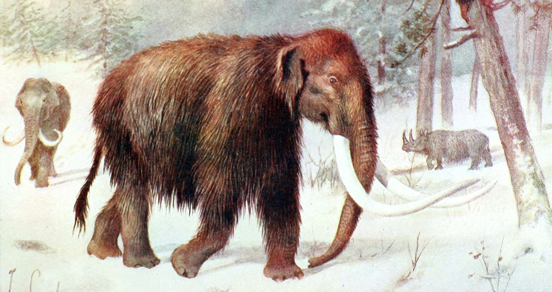 Arctic Mammoth Killed By Humans 45,000 Years Ago