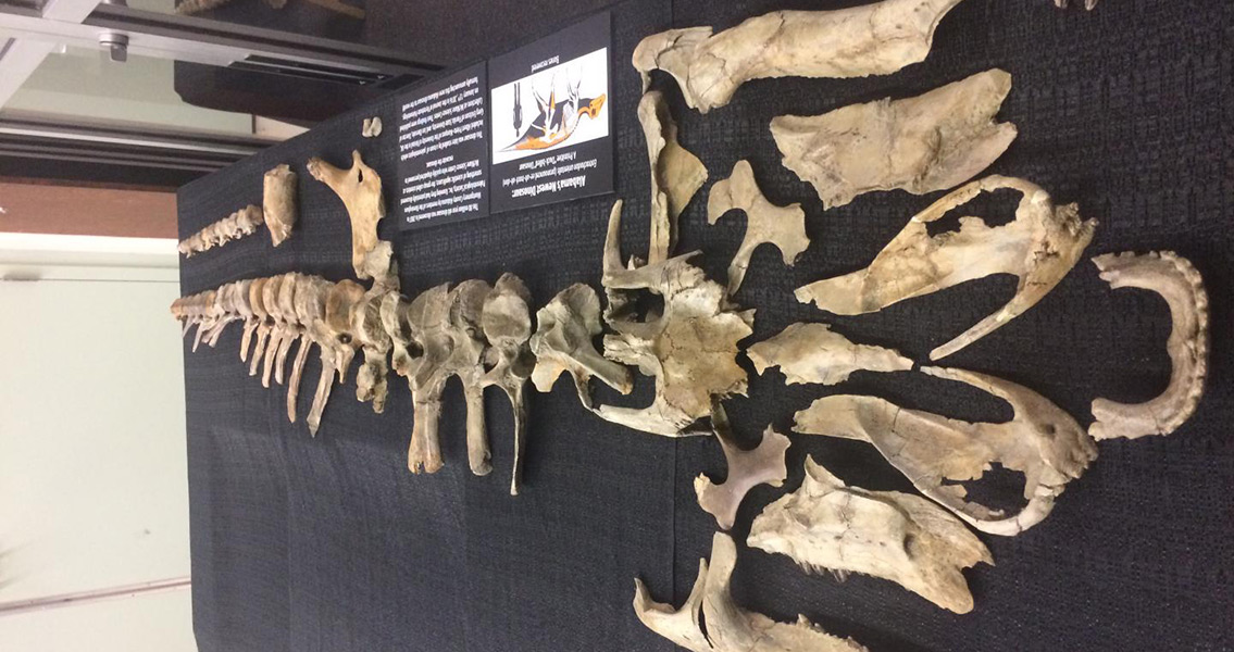 mummified duck billed dinosaur