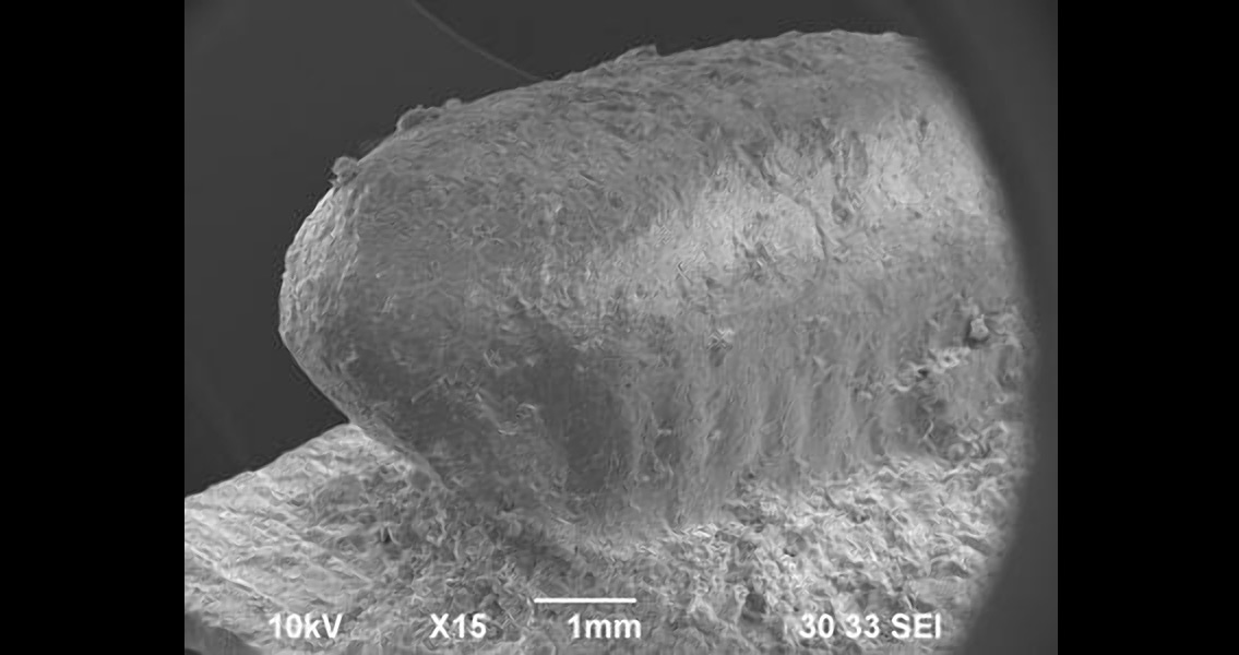 Ancient Japanese Cockroach Egg Case Impressions Found