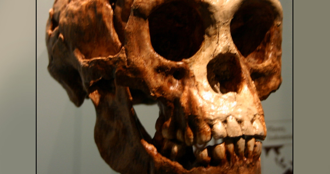 Homo Floesiensis Skull (3)