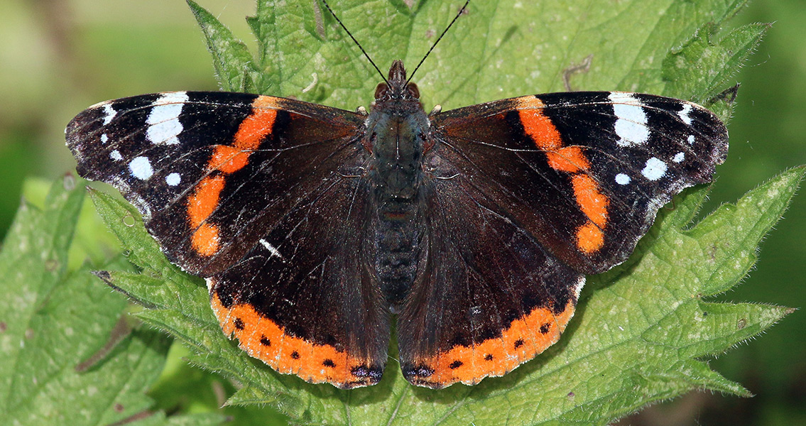 Le Vulcain (Vanessa atalanta) red admiral, Saint-Amand-les-Eaux, France