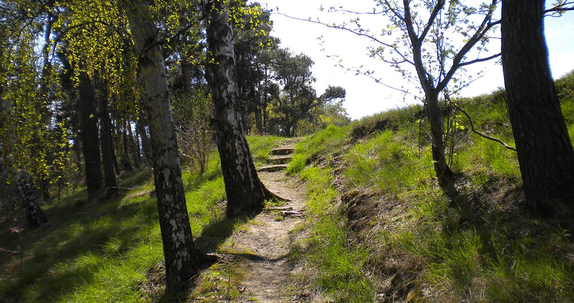 Weg zum Weinberg in Gross Fredenwalde (3)