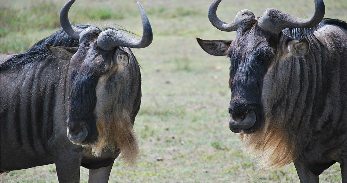 Wildebeests (2)