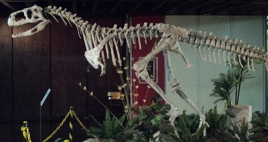 Abelisaur Skeleton